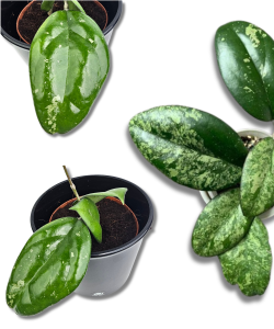 Hoya Joy