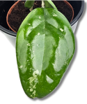 Hoya Joy