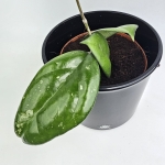 Hoya Joy