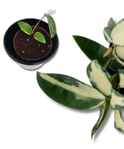 Hoya Verticillata (outer variegated)