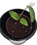 Hoya Verticillata (outer variegated)