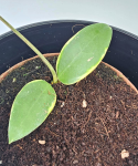 Hoya Verticillata (outer variegated)