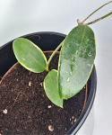 Hoya Verticillata (outer variegated)