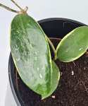 Hoya Verticillata (outer variegated)