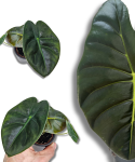 Alocasia Golden Bone S