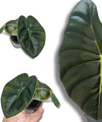 Alocasia Golden Bone