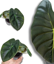 Alocasia Golden Bone S