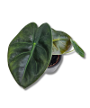 Alocasia Golden Bone S