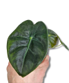 Alocasia Golden Bone S