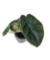 Alocasia Golden Bone S