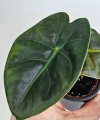 Alocasia Golden Bone S