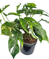 Epipremnum Pinnatum Cintho Goldfinger