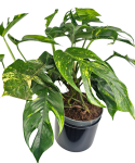 Epipremnum Pinnatum Cintho Goldfinger