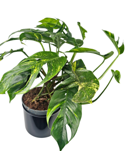Epipremnum Pinnatum Cintho Goldfinger