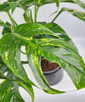 Epipremnum Pinnatum Cintho Goldfinger