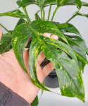 Epipremnum Pinnatum Cintho Goldfinger