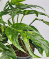 Epipremnum Pinnatum Cintho Goldfinger