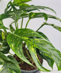 Epipremnum Pinnatum Cintho Goldfinger
