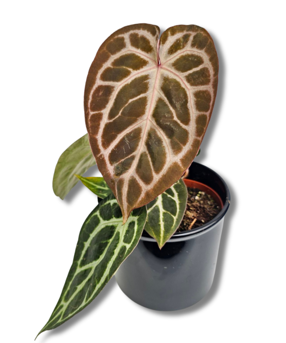 Anthurium Pink Blush