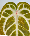 Anthurium Pink Blush