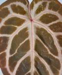 Anthurium Pink Blush