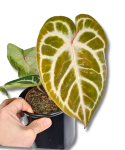 Anthurium Pink Blush