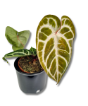 Anthurium Pink Blush