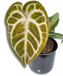 Anthurium Pink Blush