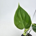 Philodendron micans Green Form S