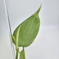 Philodendron micans Green Form S