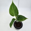 Philodendron micans Green Form S