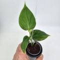 Philodendron micans Green Form S