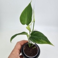 Philodendron micans Green Form S