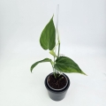 Philodendron micans Green Form S