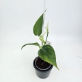 Philodendron micans Green Form S