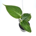 Philodendron micans Green Form S