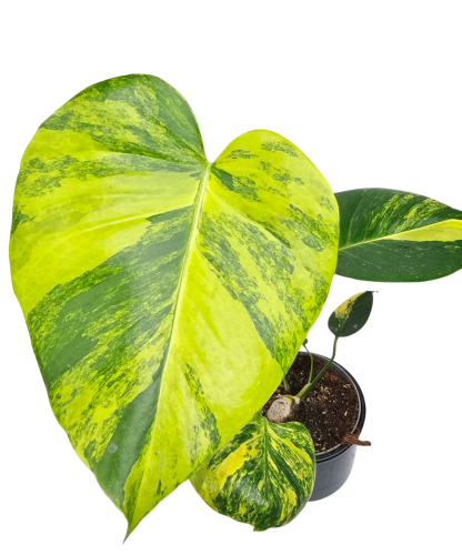 Hands of Plants
