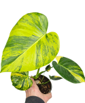 Monstera deliciosa aurea