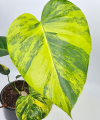 Monstera deliciosa aurea