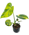 Monstera deliciosa aurea