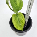 Epipremnum Himiko Teruno Japan