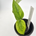 Epipremnum Himiko Teruno Japan