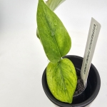 Epipremnum Himiko Teruno Japan