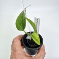 Epipremnum Himiko Teruno Japan