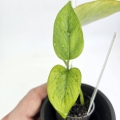Epipremnum Himiko Teruno Japan