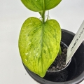 Epipremnum Himiko Teruno Japan