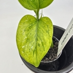 Epipremnum Himiko Teruno Japan