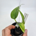 Epipremnum Himiko Teruno Japan