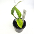 Epipremnum Himiko Teruno Japan
