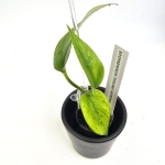 Epipremnum Himiko Teruno Japan